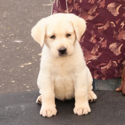 DogsIndia.com - Labrador Retriever - Gopi Kannan - Wings of Desire