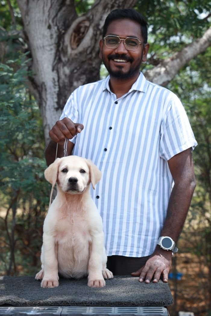 DogsIndia.com - Labrador Retriever - Gopi Kannan - Wings of Desire