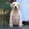DogsIndia.com - Labrador Retriever - Gopi Kannan - Wings of Desire