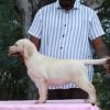 DogsIndia.com - Labrador Retriever - Gopi Kannan - Wings of Desire