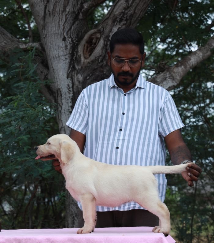 DogsIndia.com - Labrador Retriever - Gopi Kannan - Wings of Desire