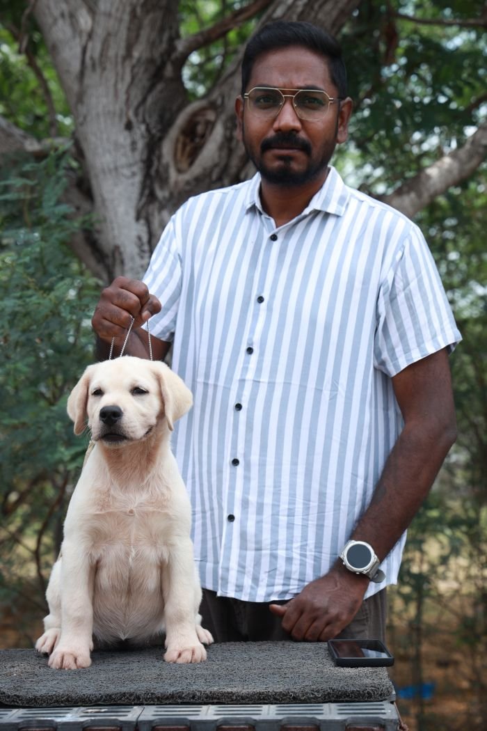 DogsIndia.com - Labrador Retriever - Gopi Kannan - Wings of Desire