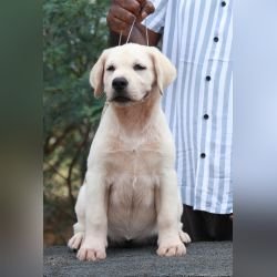DogsIndia.com - Labrador Retriever - Gopi Kannan - Wings of Desire