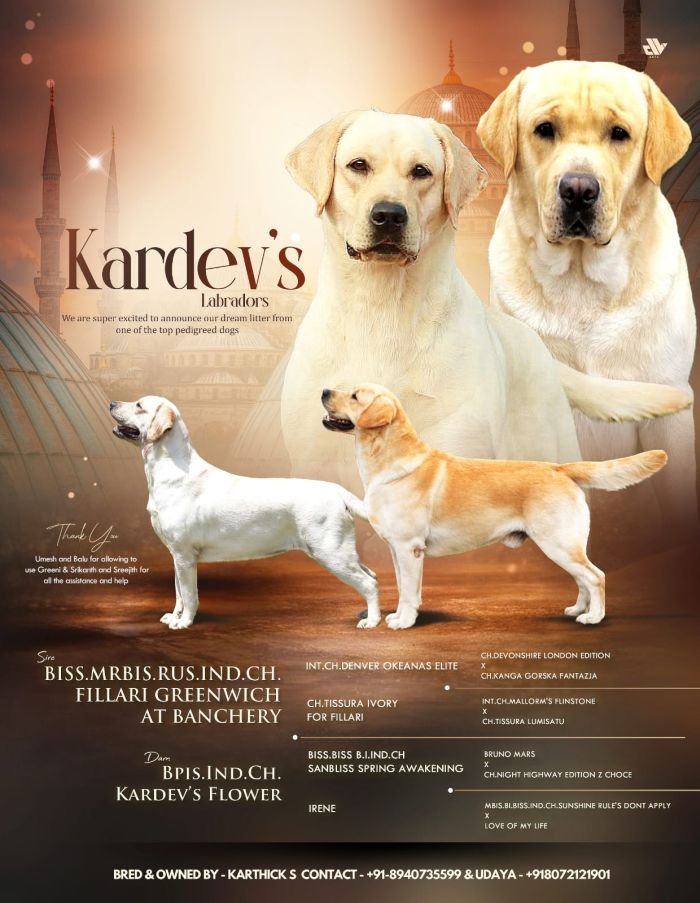 DogsIndia.com - Labrador Retriever - Karthick
