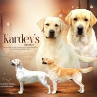 DogsIndia.com - Labrador Retriever - Karthick