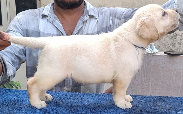 DogsIndia.com - Labrador Retriever - Karthick
