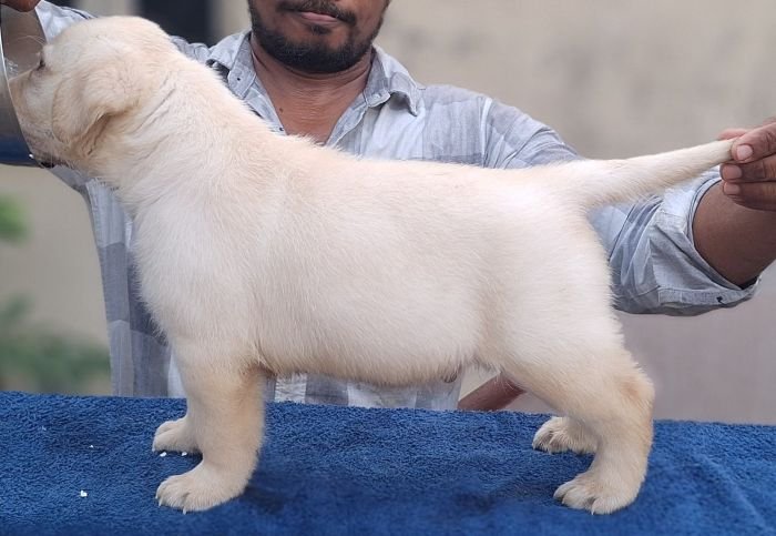 DogsIndia.com - Labrador Retriever - Karthick