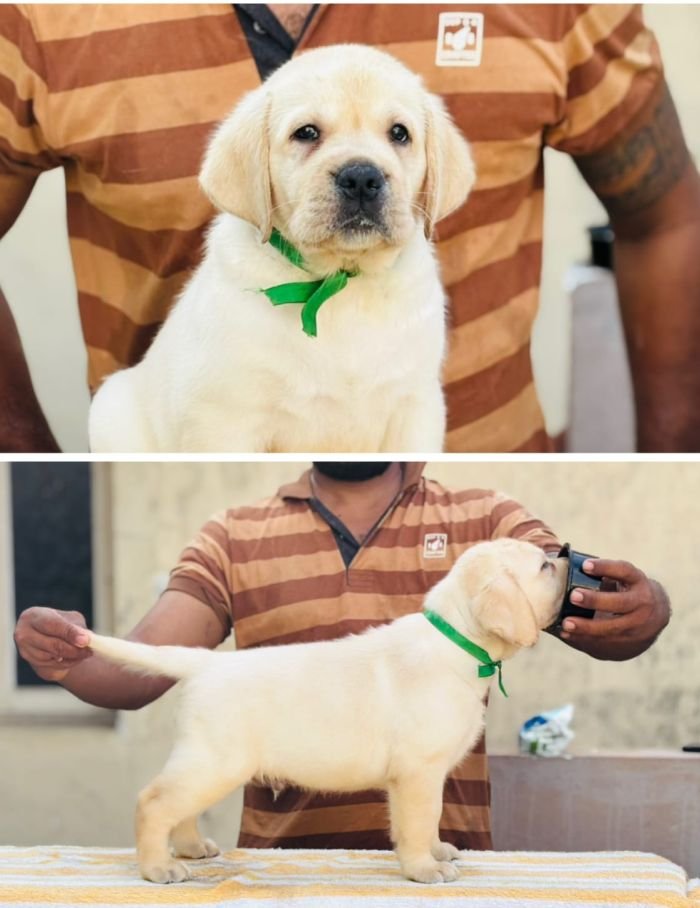 DogsIndia.com - Labrador Retriever - Karthick