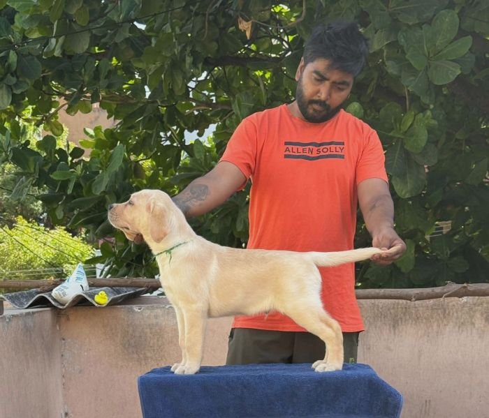 DogsIndia.com - Labrador Retriever - Karthick