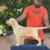 DogsIndia.com - Labrador Retriever - Karthick