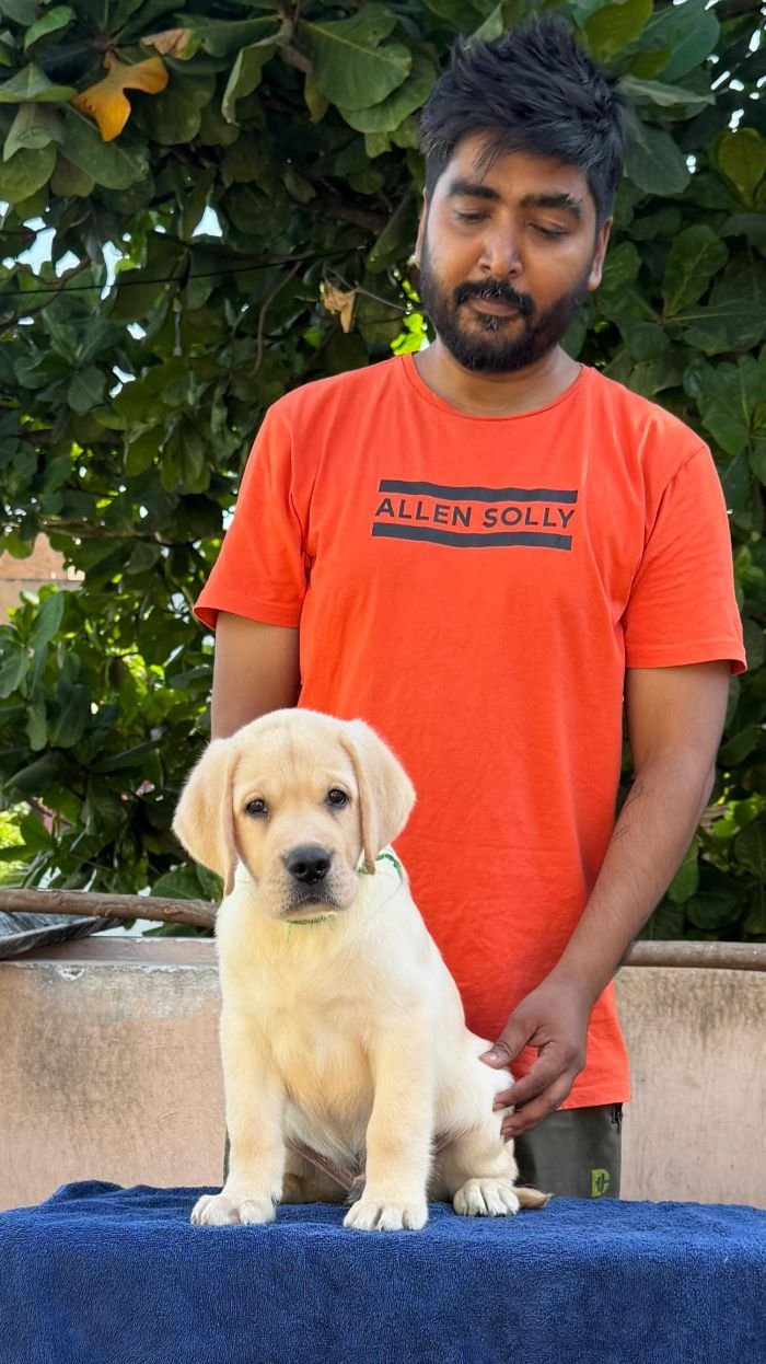 DogsIndia.com - Labrador Retriever - Karthick