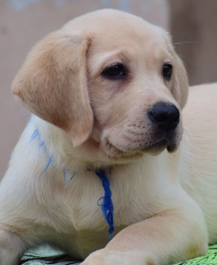 DogsIndia.com - Labrador Retriever - Karthick