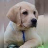 DogsIndia.com - Labrador Retriever - Karthick