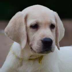 DogsIndia.com - Labrador Retriever - Karthick