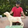 DogsIndia.com - Labrador Retriever - Karthick