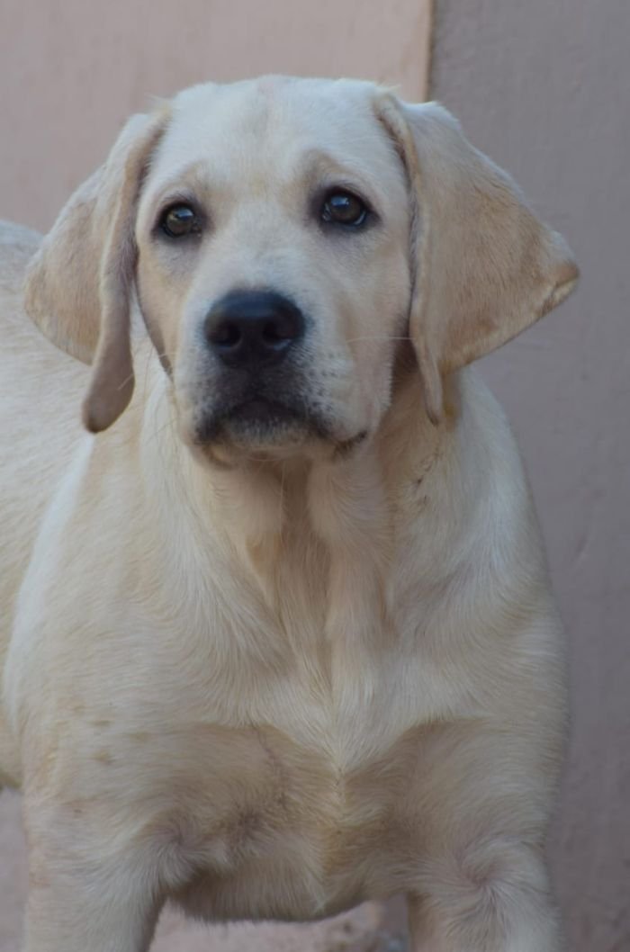 DogsIndia.com - Labrador Retriever - Karthick