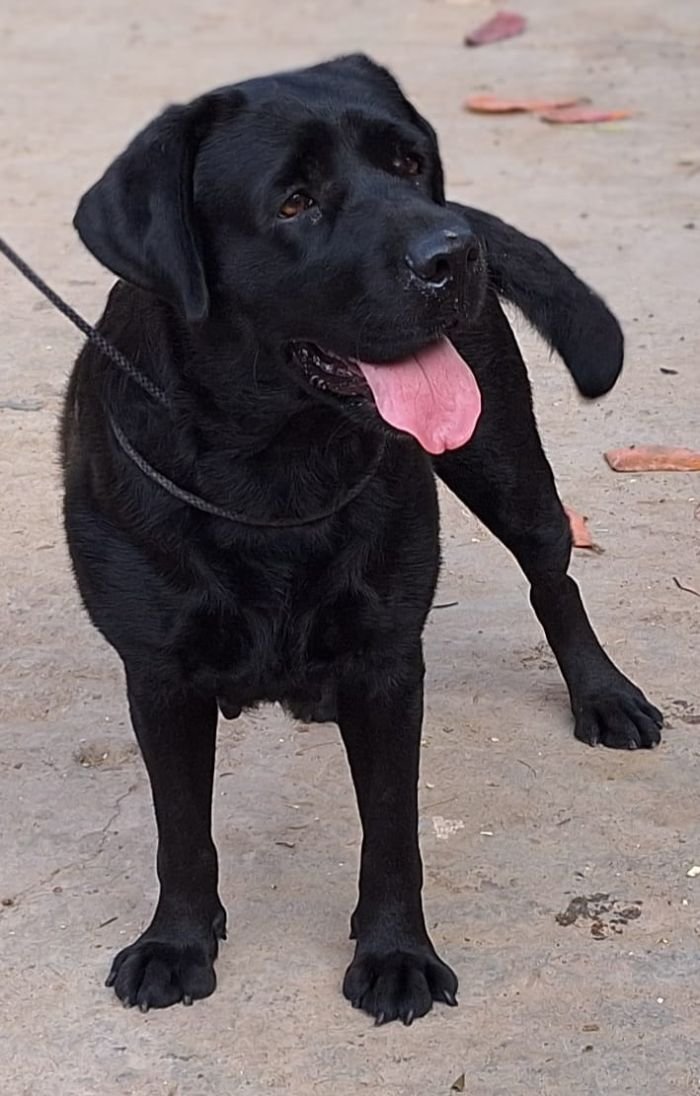 DogsIndia.com - Labrador Retriever - Karthik