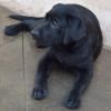 DogsIndia.com - Labrador Retriever - Karthik