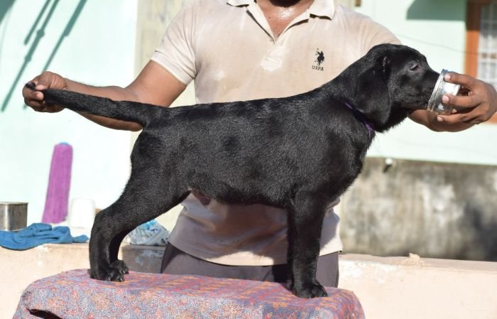 DogsIndia.com - Labrador Retriever - Karthik