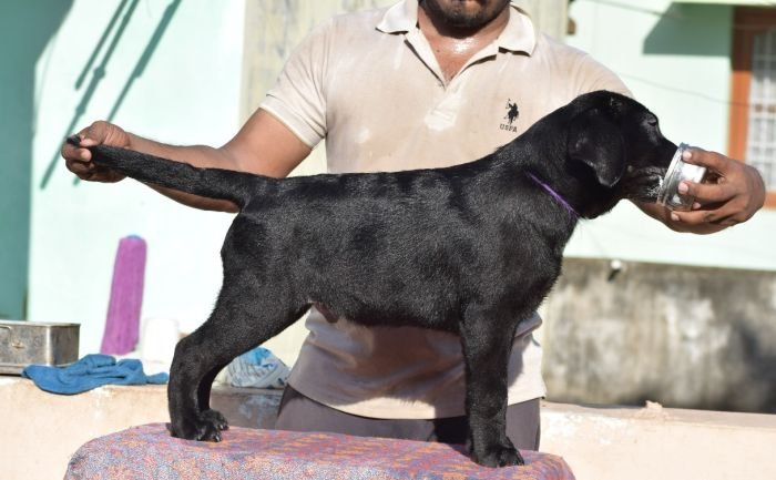 DogsIndia.com - Labrador Retriever - Karthik