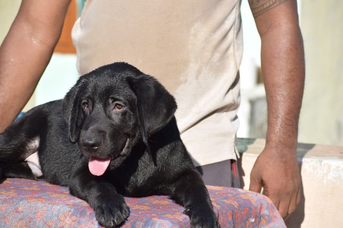 DogsIndia.com - Labrador Retriever - Karthik