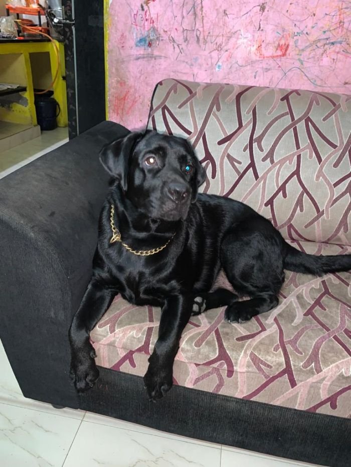 DogsIndia.com - Labrador Retriever - Karthik