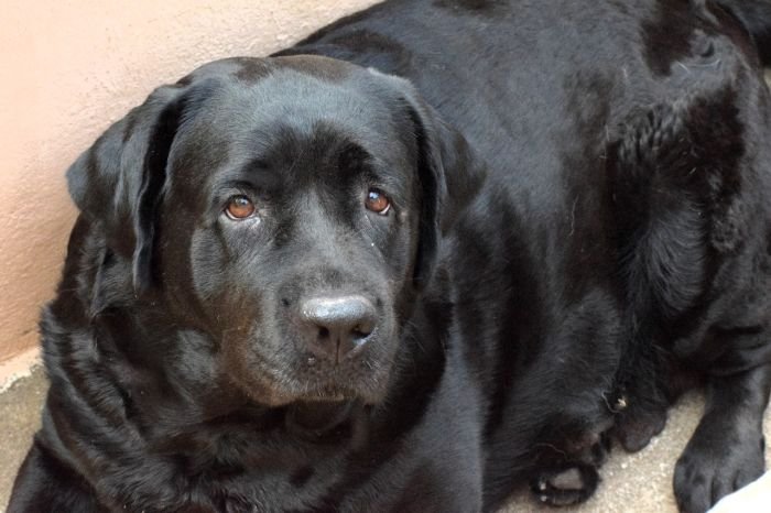 DogsIndia.com - Labrador Retriever - Karthik