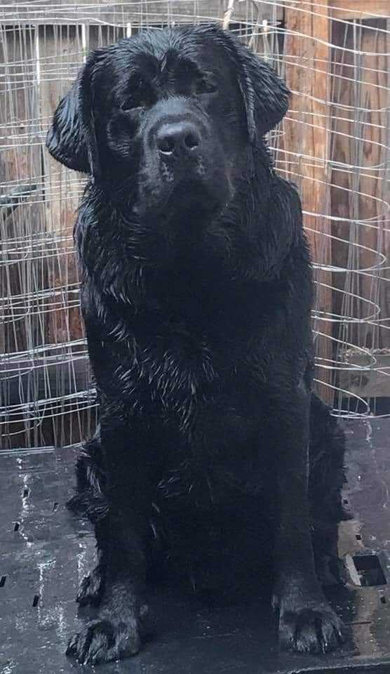 DogsIndia.com - Labrador Retriever - Karthik
