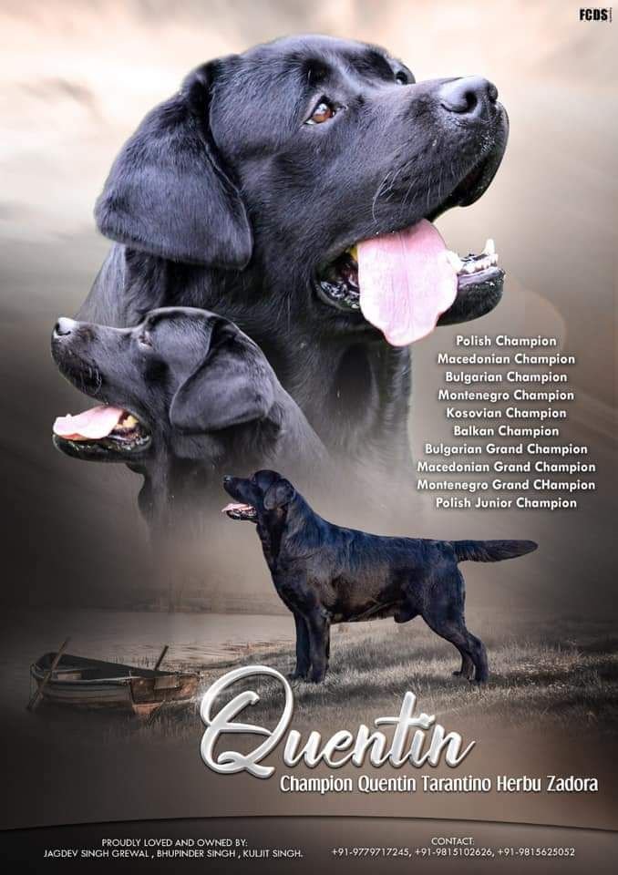 DogsIndia.com - Labrador Retriever - Karthik