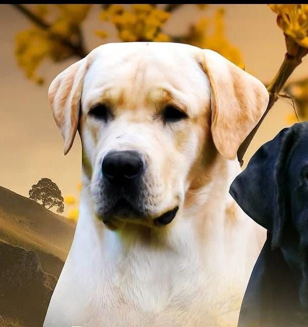 DogsIndia.com - Labrador Retriever - Karthik
