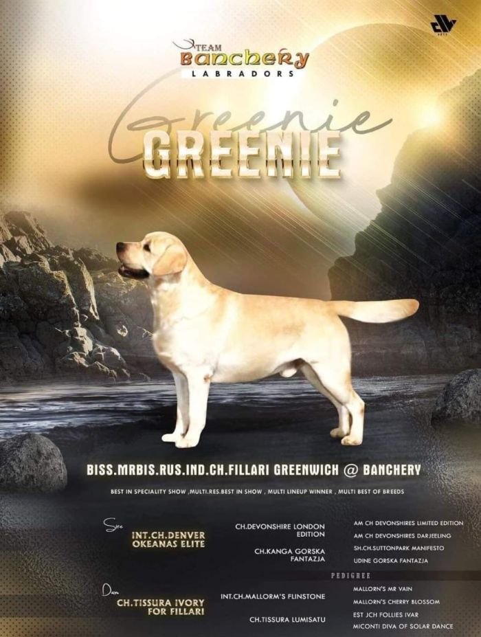 DogsIndia.com - Labrador Retriever - Karthik