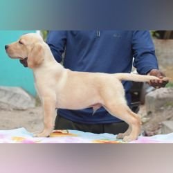 DogsIndia.com - Labrador Retriever - Karthik