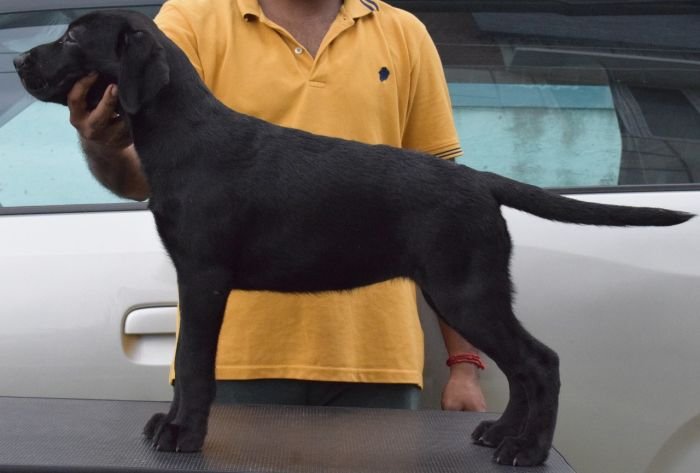DogsIndia.com - Labrador Retriever - Karthik