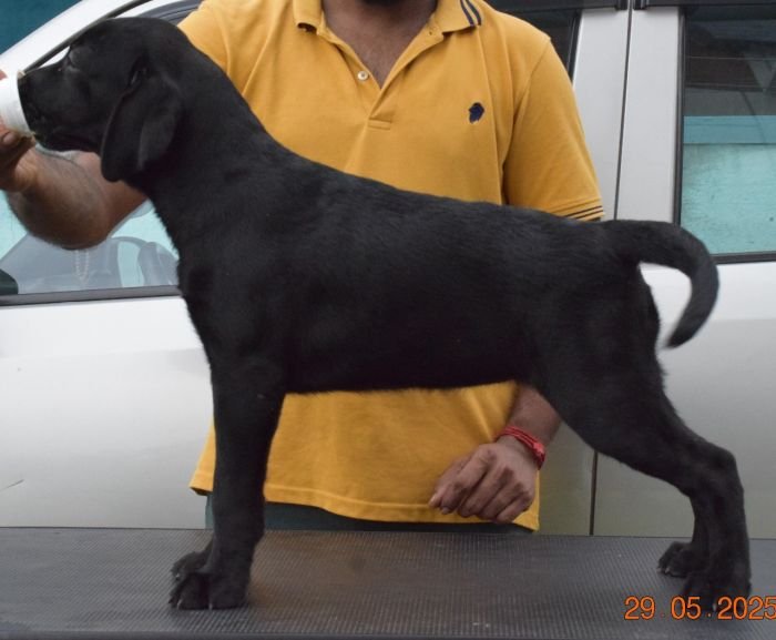 DogsIndia.com - Labrador Retriever - Karthik