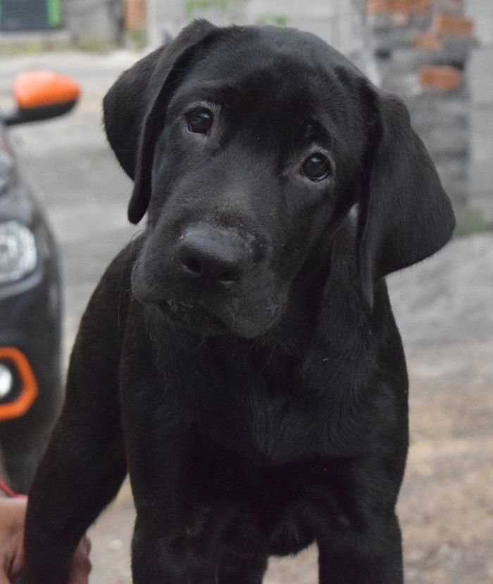 DogsIndia.com - Labrador Retriever - Karthik