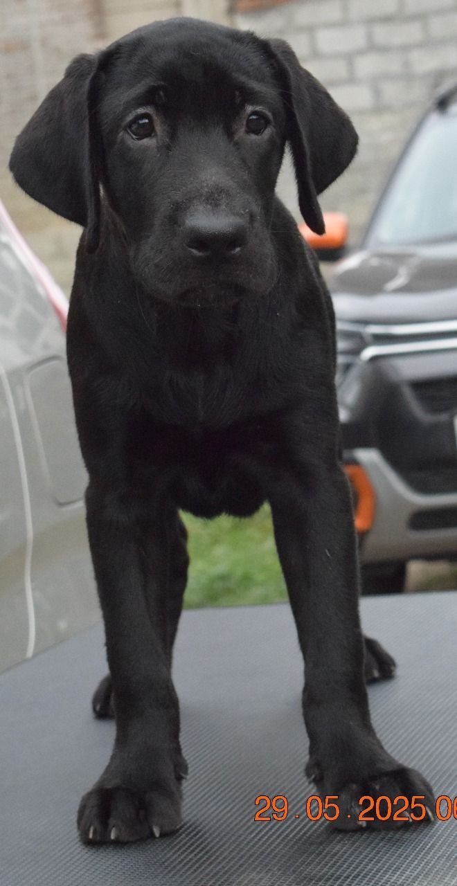 DogsIndia.com - Labrador Retriever - Karthik