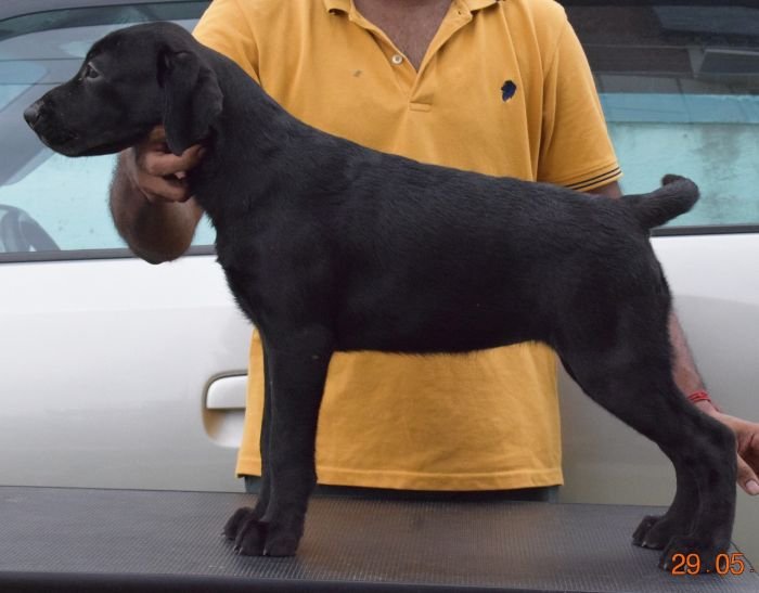 DogsIndia.com - Labrador Retriever - Karthik