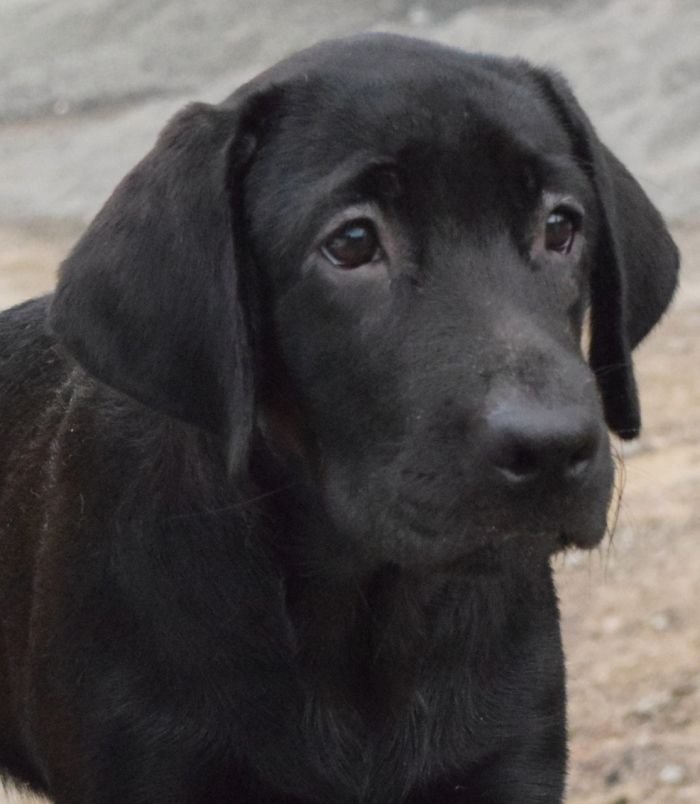DogsIndia.com - Labrador Retriever - Karthik