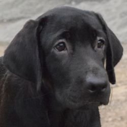 DogsIndia.com - Labrador Retriever - Karthik