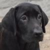 DogsIndia.com - Labrador Retriever - Karthik