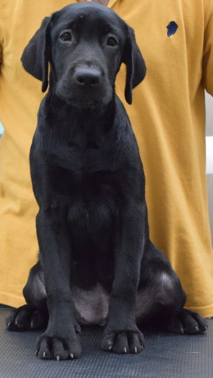 DogsIndia.com - Labrador Retriever - Karthik