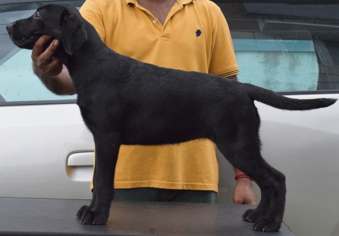 DogsIndia.com - Labrador Retriever - Karthik