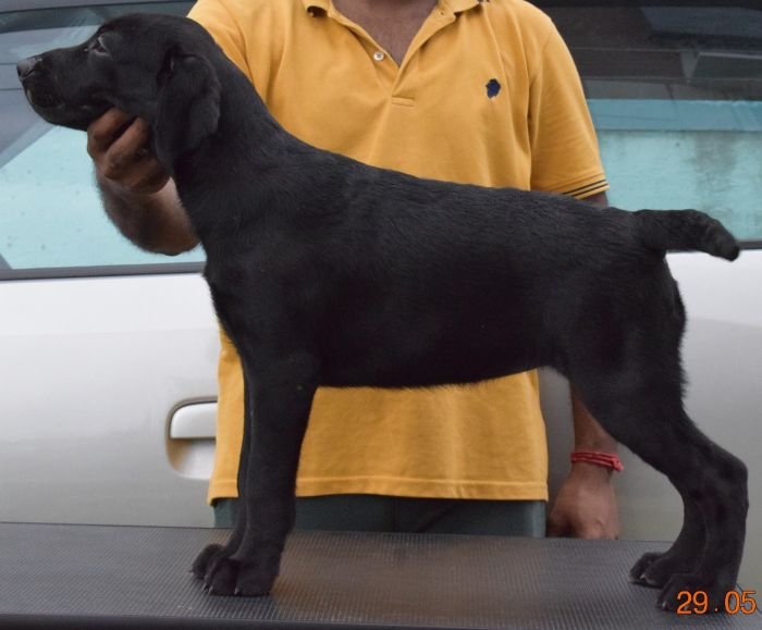 DogsIndia.com - Labrador Retriever - Karthik