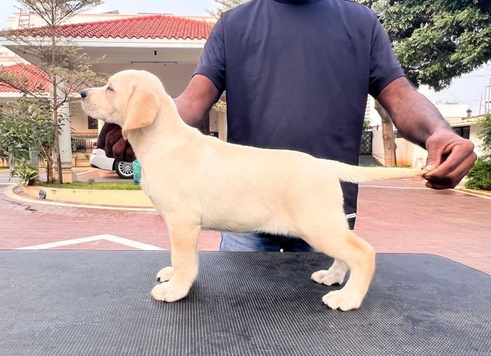 DogsIndia.com - Labrador Retriever - Krishna Raj