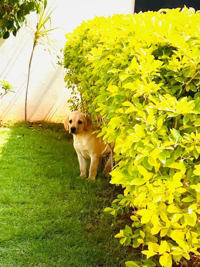 DogsIndia.com - Labrador Retriever - Krishna Raj