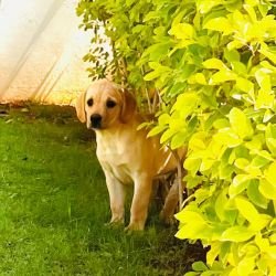 DogsIndia.com - Labrador Retriever - Krishna Raj