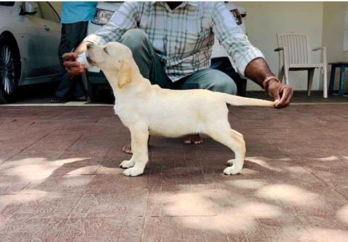 DogsIndia.com - Labrador Retriever - Krishna Raj