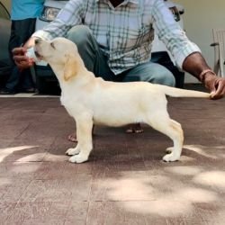 DogsIndia.com - Labrador Retriever - Krishna Raj