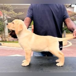 DogsIndia.com - Labrador Retriever - Krishna Raj