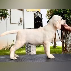 DogsIndia.com - Labrador Retriever - Krishna Raj